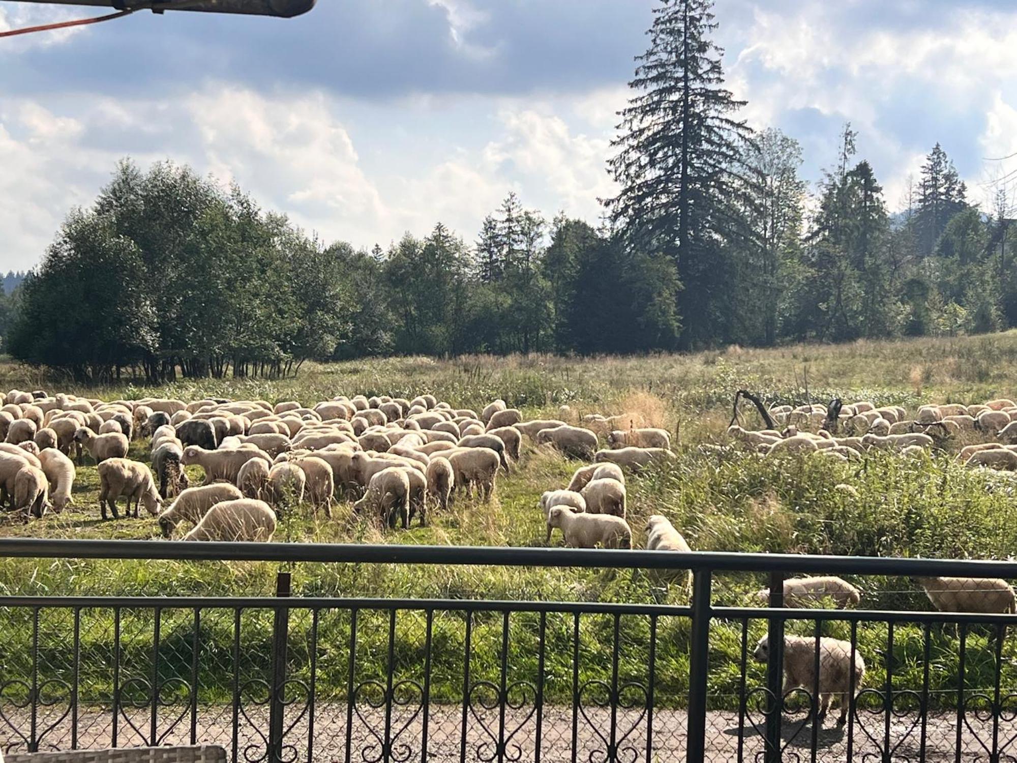 Villa Tatrydom Zakopane Buitenkant foto